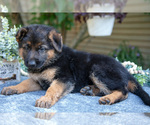 Small Photo #10 German Shepherd Dog Puppy For Sale in MANTON, MI, USA