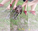 Small Photo #3 German Shorthaired Pointer Puppy For Sale in FORT WHITE, FL, USA