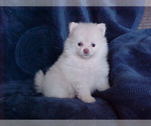 Pomeranian Puppy for sale in APPLE VALLEY, CA, USA