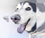 Small Siberian Husky