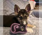 Small Gerberian Shepsky