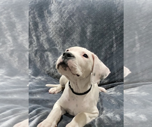 Medium Photo #25 Dogo Argentino Puppy For Sale in SAN ANTONIO, TX, USA