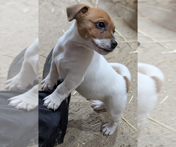 Medium Photo #4 Jack Russell Terrier Puppy For Sale in APPLE GROVE, WV, USA