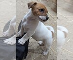 Small #3 Jack Russell Terrier