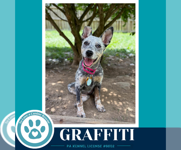 Medium Photo #1 Mutt Puppy For Sale in Kimberton, PA, USA