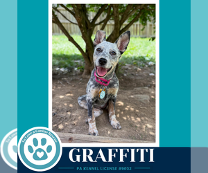Mutt Dogs for adoption in Kimberton, PA, USA