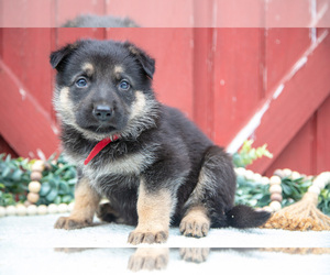 German Shepherd Dog Litter for sale in PARKESBURG, PA, USA