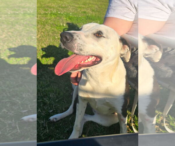 Medium Photo #2 American Pit Bull Terrier-Unknown Mix Puppy For Sale in Oakhurst, NJ, USA