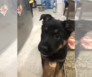 German Shepherd Dog Puppy for sale in KINGSTON, NY, USA