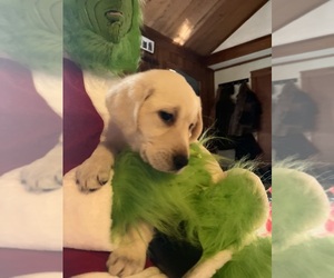 Labrador Retriever Puppy for Sale in NEOLA, West Virginia USA