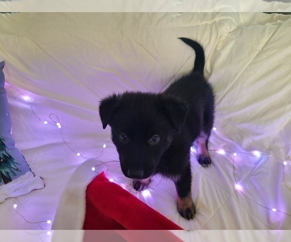 Medium Photo #2 German Shepherd Dog Puppy For Sale in MONTREAL, MO, USA