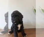 Puppy 4 Goldendoodle (Miniature)