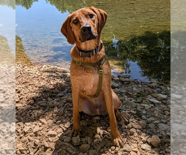 Medium Photo #25 Mutt Puppy For Sale in Vail, AZ, USA