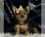 Puppy Iggy Yorkshire Terrier