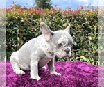 Small Photo #41 French Bulldog Puppy For Sale in DETROIT, MI, USA