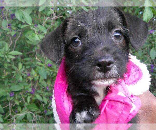 Medium Photo #1 Miniature Schnauzer-Unknown Mix Puppy For Sale in San Diego, CA, USA