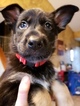 Small Photo #4 German Shepherd Dog Puppy For Sale in BELDING, MI, USA