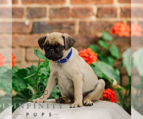 Medium Photo #3 Pug Puppy For Sale in ORRSTOWN, PA, USA