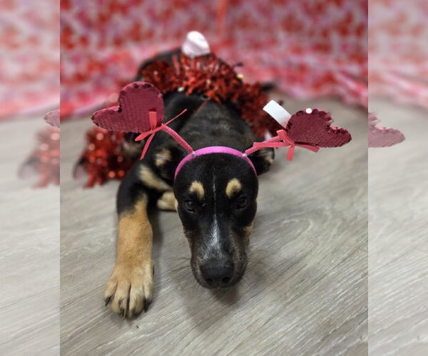 Medium Photo #5 German Shepherd Dog-Unknown Mix Puppy For Sale in Attalka, AL, USA