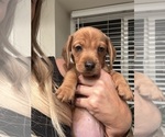 Small #8 Dachshund
