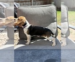 Small #1 Beagle