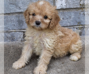 Cavapoo Puppy for sale in HUTCHINSON, KS, USA