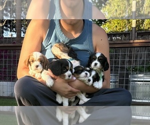 Cavalier King Charles Spaniel Puppy for sale in SANTA ROSA, CA, USA