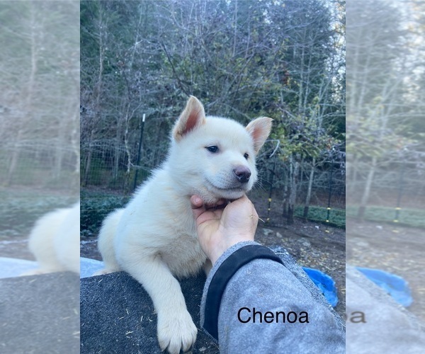 Medium Photo #3 Gerberian Shepsky Puppy For Sale in MAD RIVER, CA, USA