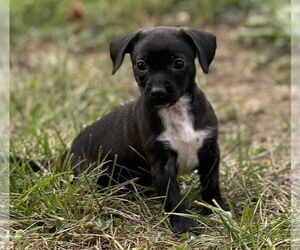 Chiweenie Dogs for adoption in Charlottesville, VA, USA