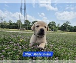 Small #11 Labrador Retriever