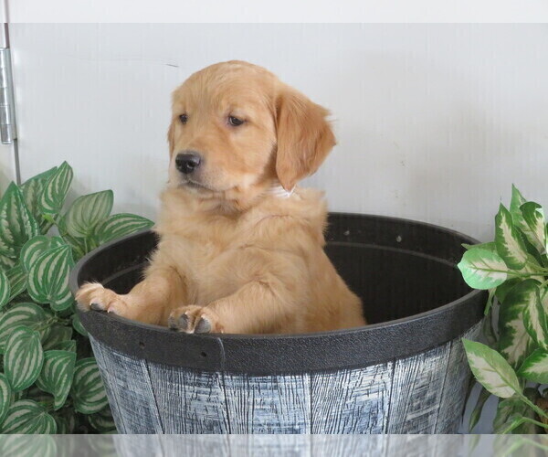 Medium Photo #5 Golden Retriever Puppy For Sale in THORP, WI, USA