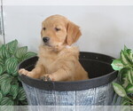 Small Photo #5 Golden Retriever Puppy For Sale in THORP, WI, USA