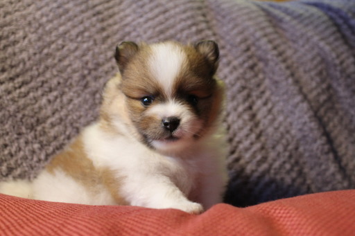 Medium Photo #1 Pomeranian Puppy For Sale in PORT ANGELES, WA, USA