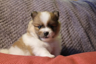 Pomeranian Puppy for sale in PORT ANGELES, WA, USA