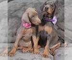 Small Photo #21 Doberman Pinscher Puppy For Sale in POMEROY, OH, USA