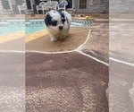 Small Photo #1 Mal-Shi Puppy For Sale in PLANO, TX, USA