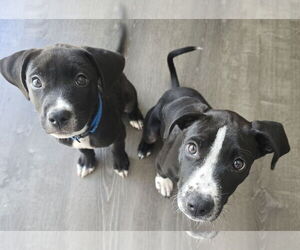 Border Terrier-Labrador Retriever Mix Dogs for adoption in Lexington, SC, USA
