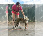 Small #3 Whippet Mix