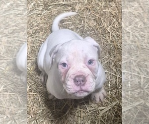 American Bulldog Puppy for sale in JASPER, GA, USA
