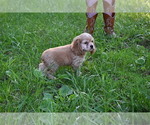 Small #5 Cocker Spaniel