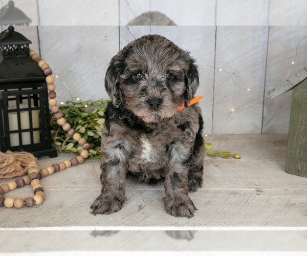 Medium Photo #1 Miniature Labradoodle Puppy For Sale in SUGARCREEK, OH, USA