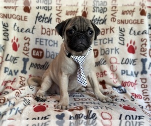 Pug Puppy for sale in LAKELAND, FL, USA