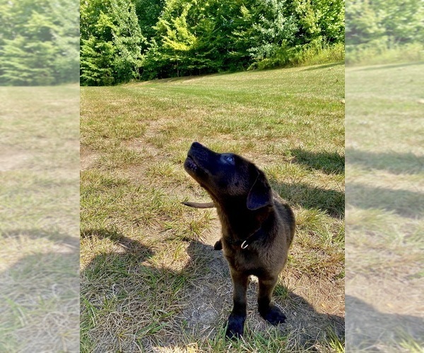 Medium Photo #5 Labrador Retriever Puppy For Sale in ALEXANDRIA, VA, USA