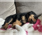 Small #25 Rottweiler