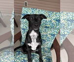 Small #14 Labrador Retriever Mix