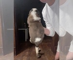 Small Photo #19 Saint Bernard Puppy For Sale in JOHNSTOWN, PA, USA