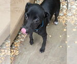 Small #4 Chihuahua-Labrador Retriever Mix