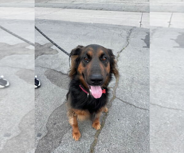 Medium Photo #20 German Shepherd Dog-Unknown Mix Puppy For Sale in Lake Forest, CA, USA