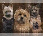 Small #4 Cairn Terrier
