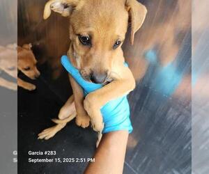 Mutt Dogs for adoption in San Antonio, TX, USA
